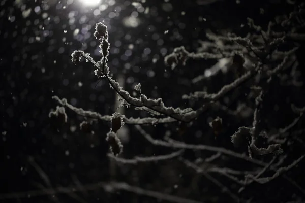 Neve Nos Ramos Uma Árvore Noite Iluminação Uma Lanterna — Fotografia de Stock