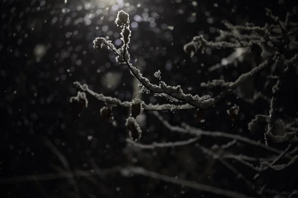 Neve Nos Ramos Uma Árvore Noite Iluminação Uma Lanterna — Fotografia de Stock