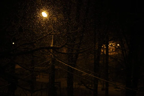 Schnee Auf Den Zweigen Eines Baumes Der Nacht Licht Einer — Stockfoto