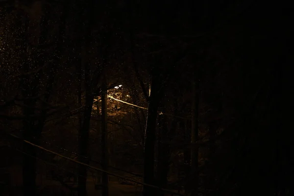 Snö Grenar Ett Träd Natten Belysning Lykta — Stockfoto