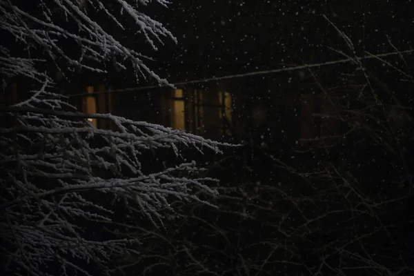 Neve Nos Ramos Uma Árvore Noite Iluminação Uma Lanterna — Fotografia de Stock