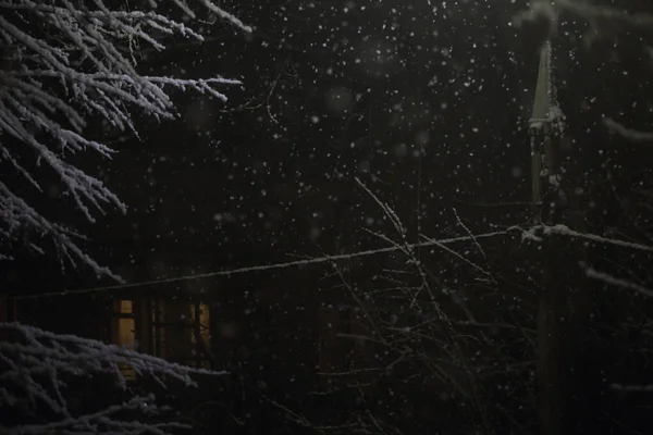 Nieve Las Ramas Árbol Por Noche Iluminación Una Linterna — Foto de Stock