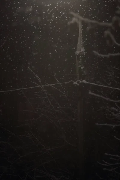 Snö Grenar Ett Träd Natten Belysning Lykta — Stockfoto