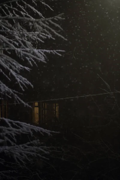 Nieve Las Ramas Árbol Por Noche Iluminación Una Linterna — Foto de Stock