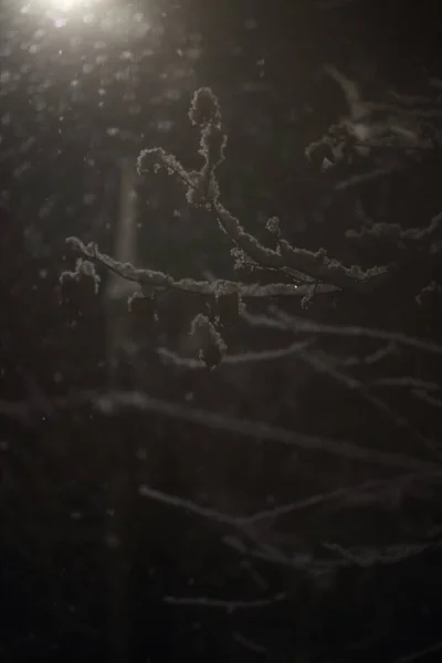 Χιόνι Στα Κλαδιά Ενός Δέντρου Νύχτα Στο Φωτισμό Ενός Φαναριού — Φωτογραφία Αρχείου