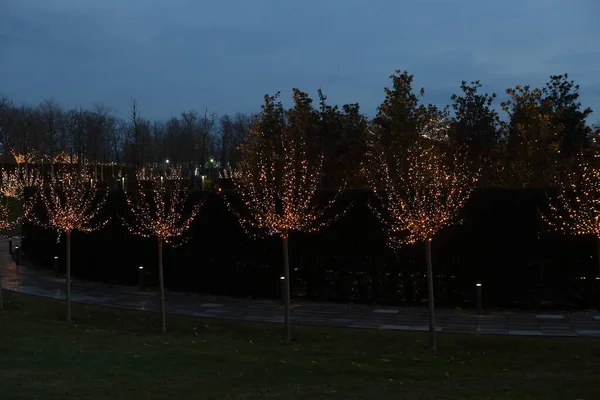 Bela Iluminação Noturna Parque Parque Inverno — Fotografia de Stock