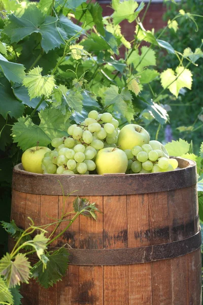 Grapes Apples Wooden Wine Barrel Vineyard — Stock Photo, Image