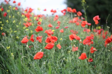 Tarlada açan kırmızı gelincikler