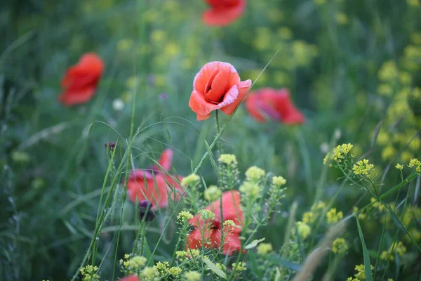 田间盛开的红罂粟 — 图库照片