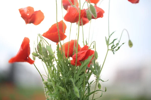 Квітучі Червоні Маки Полі — стокове фото