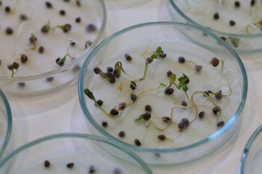 Esrar fideleri üzerinde çalışma