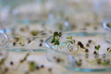 Esrar fideleri üzerinde çalışma