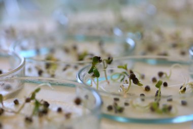 Esrar fideleri üzerinde çalışma