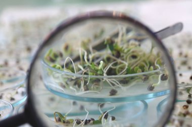 Bir büyüteç vasıtasıyla kenevir fidelerinin kalıbını gözlemlemek.