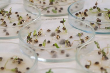 Petri kablarındaki kenevir fideleri üzerinde çalışma