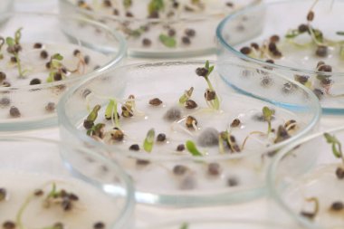 Petri kablarındaki kenevir fideleri üzerinde çalışma