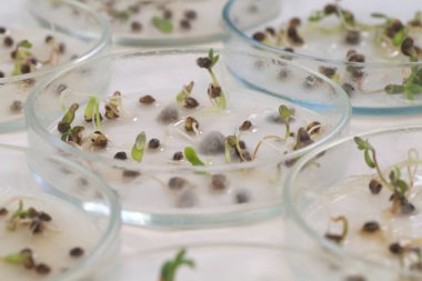 Petri kablarındaki kenevir fideleri üzerinde çalışma