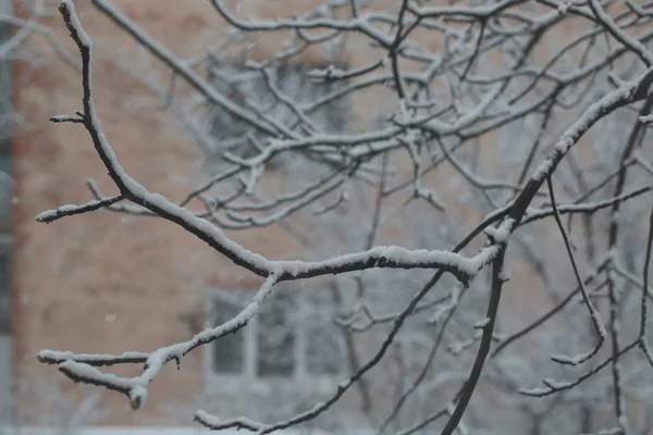 눈, 눈 공원에서 나무의 가지에 — 스톡 사진