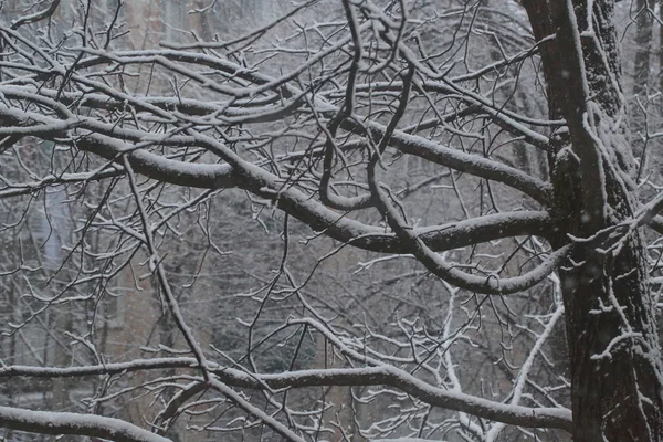 Snowfall and snow on branches of trees in park — Stock Photo, Image