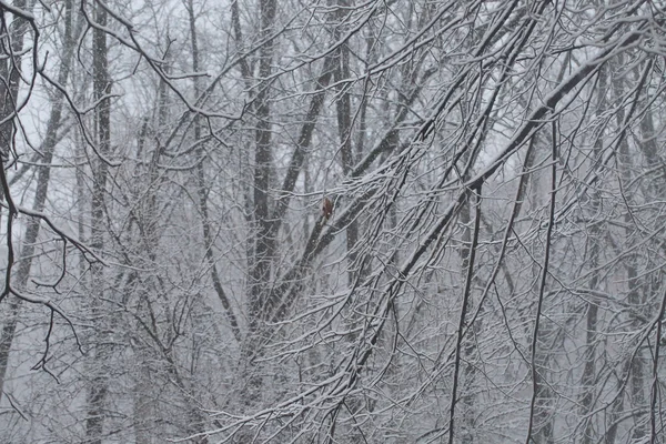 Floresta de neve e neve em ramos de árvores no parque — Fotografia de Stock