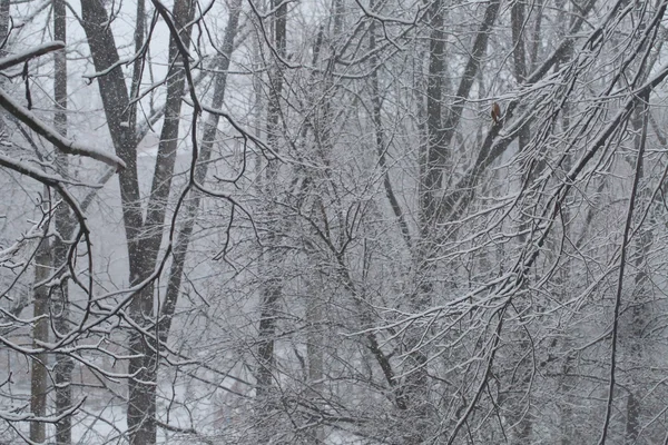Floresta de neve e neve em ramos de árvores no parque — Fotografia de Stock