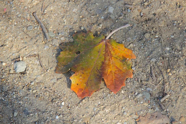 Il foglio giallo di autunno di un acero si trova su strada — Foto Stock