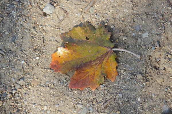 Das herbstliche Ahornblatt liegt auf der Erde — Stockfoto