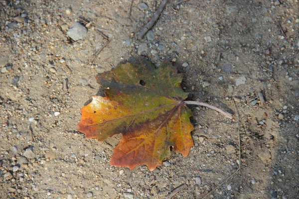 Осенний желтый лист клена лежит на дороге — стоковое фото