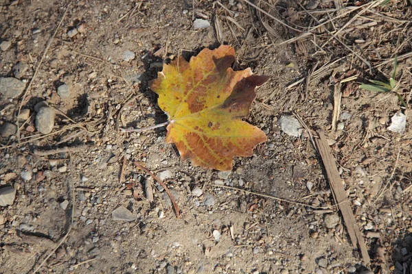 Il foglio giallo di autunno di un acero si trova su strada — Foto Stock