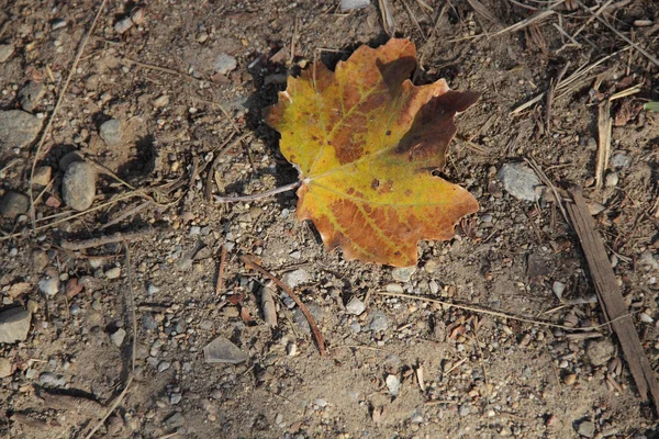 A folha amarela de outono de um bordo está na estrada — Fotografia de Stock