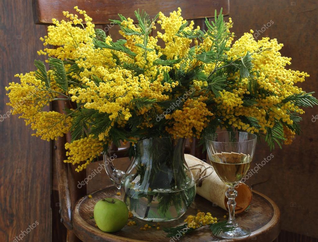 Мимоза хостилис растение. Растение мимозовых и одноименное вино 9. Леуцена светлоголовчатая 3. Шелковая акация россия. Мимоза цветок.