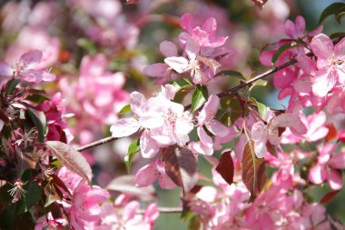Paradise elma-ağaç pembe renklerle bir ağaç dalı