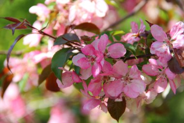 Paradise elma-ağaç pembe renklerle bir ağaç dalı