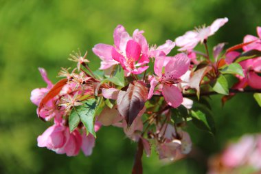 Yeşil bir b pembe renklerle bir elma ağacının bir ağaç dalı