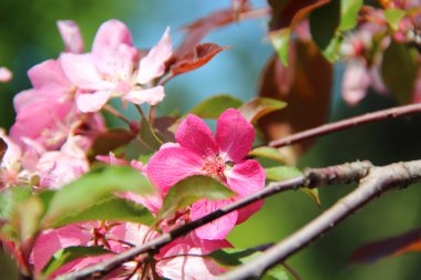 Yeşil bir b pembe renklerle bir elma ağacının bir ağaç dalı
