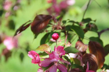 Pembe renklerle bir ağaç dalı