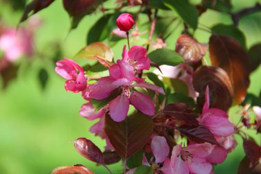 Pembe renklerle bir ağaç dalı