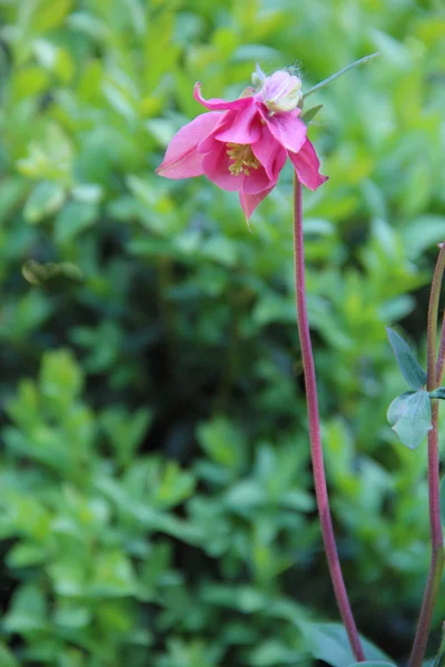 Fleur d'une cloche rose contre une herbe verte — Photo