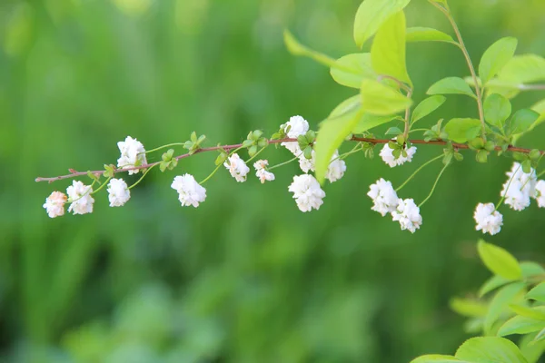 Branch of a bush with white colours on a green background — Stock Photo, Image