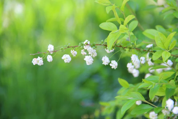 Branch of a bush with white colours on a green background — Stock Photo, Image