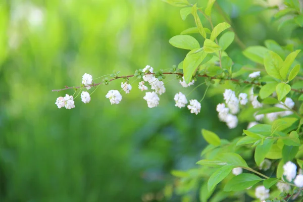 Branch of a bush with white colours on a green background — Stock Photo, Image