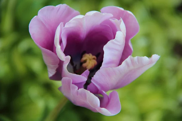 Fliederfarbene Tulpe auf grünem Hintergrund — Stockfoto