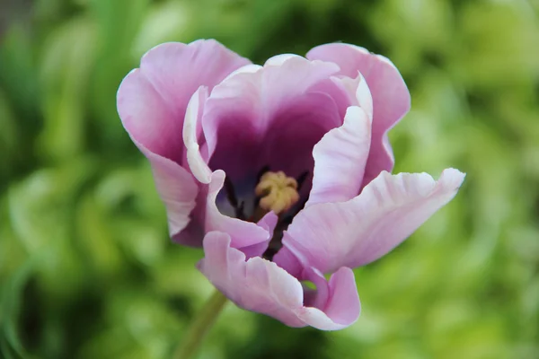 Fliederfarbene Tulpe auf grünem Hintergrund — Stockfoto