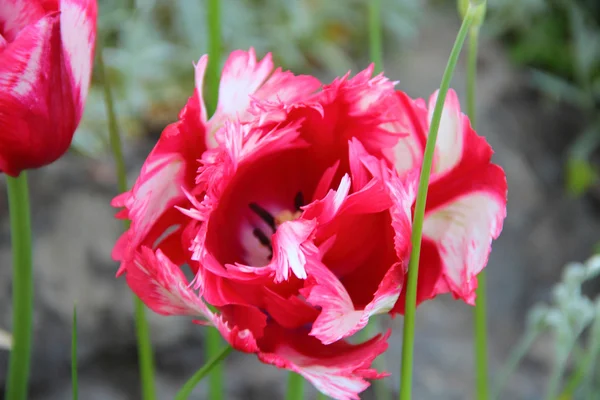 It is red - a white tulip with terry petals — Stock Photo, Image