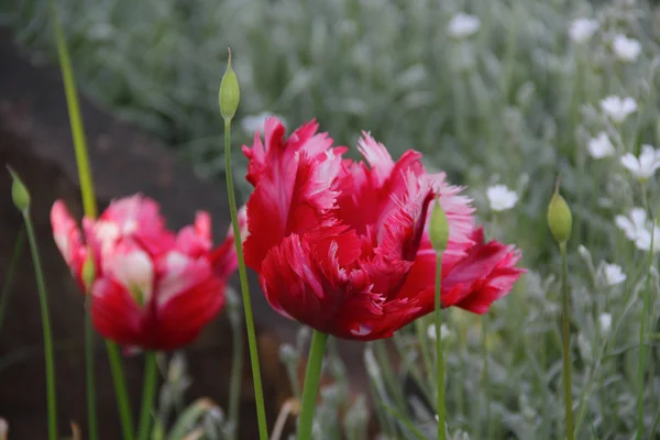 Es ist rot - eine weiße Tulpe mit Frottee-Blütenblättern — Stockfoto
