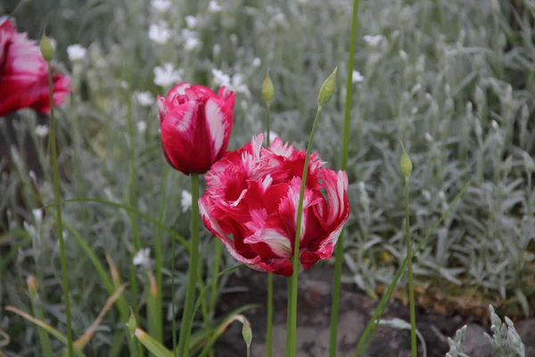 Es ist rot - eine weiße Tulpe mit Frottee-Blütenblättern — Stockfoto