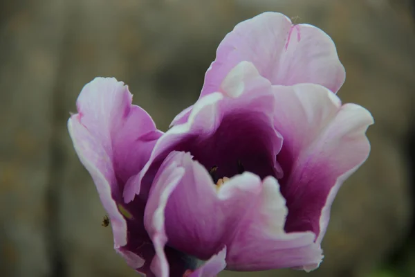 Tulipán lila sobre fondo gris — Foto de Stock