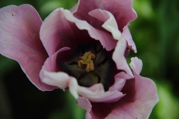 Lilac tulip on a green background — Stock Photo, Image