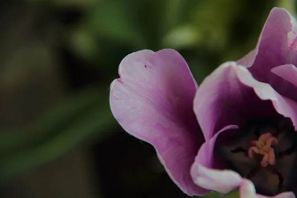 Fliederfarbene Tulpe auf grünem Hintergrund — Stockfoto