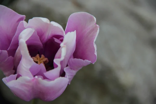 Fliedertulpe auf grauem Hintergrund — Stockfoto